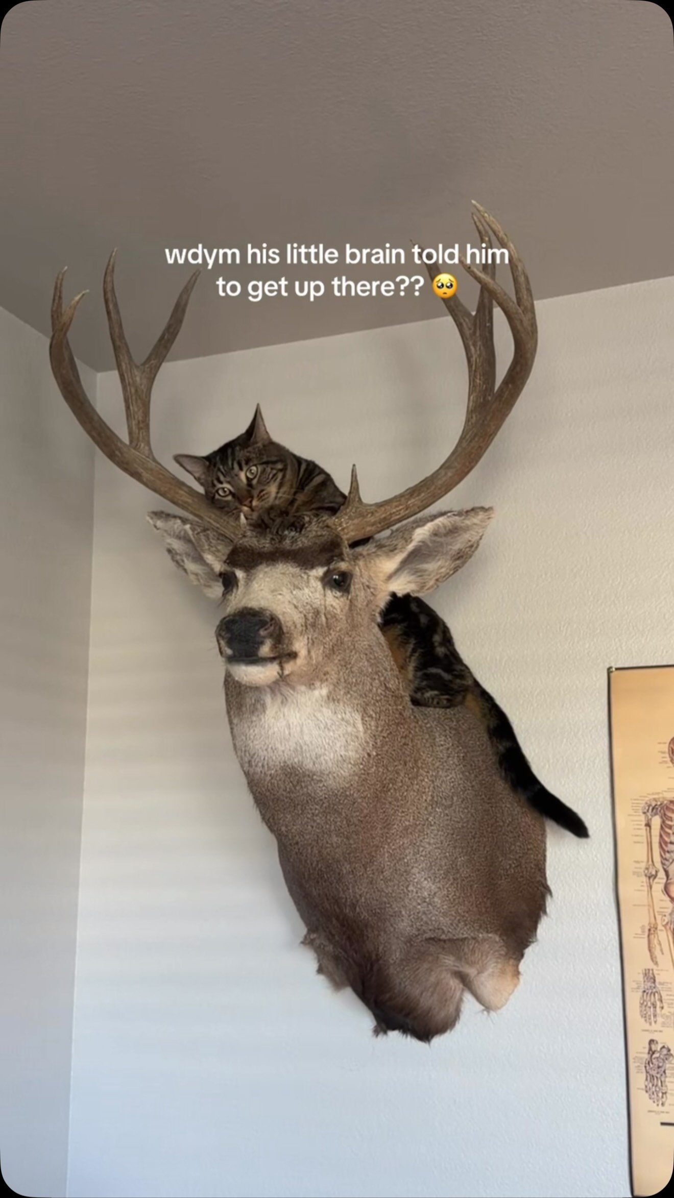 A tabby cat perched on top of a mounted deer head with antlers on a wall