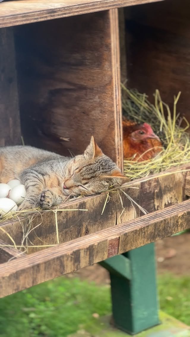 Tabby cat napping inside a wooden chicken coop with a red hen visible in the background