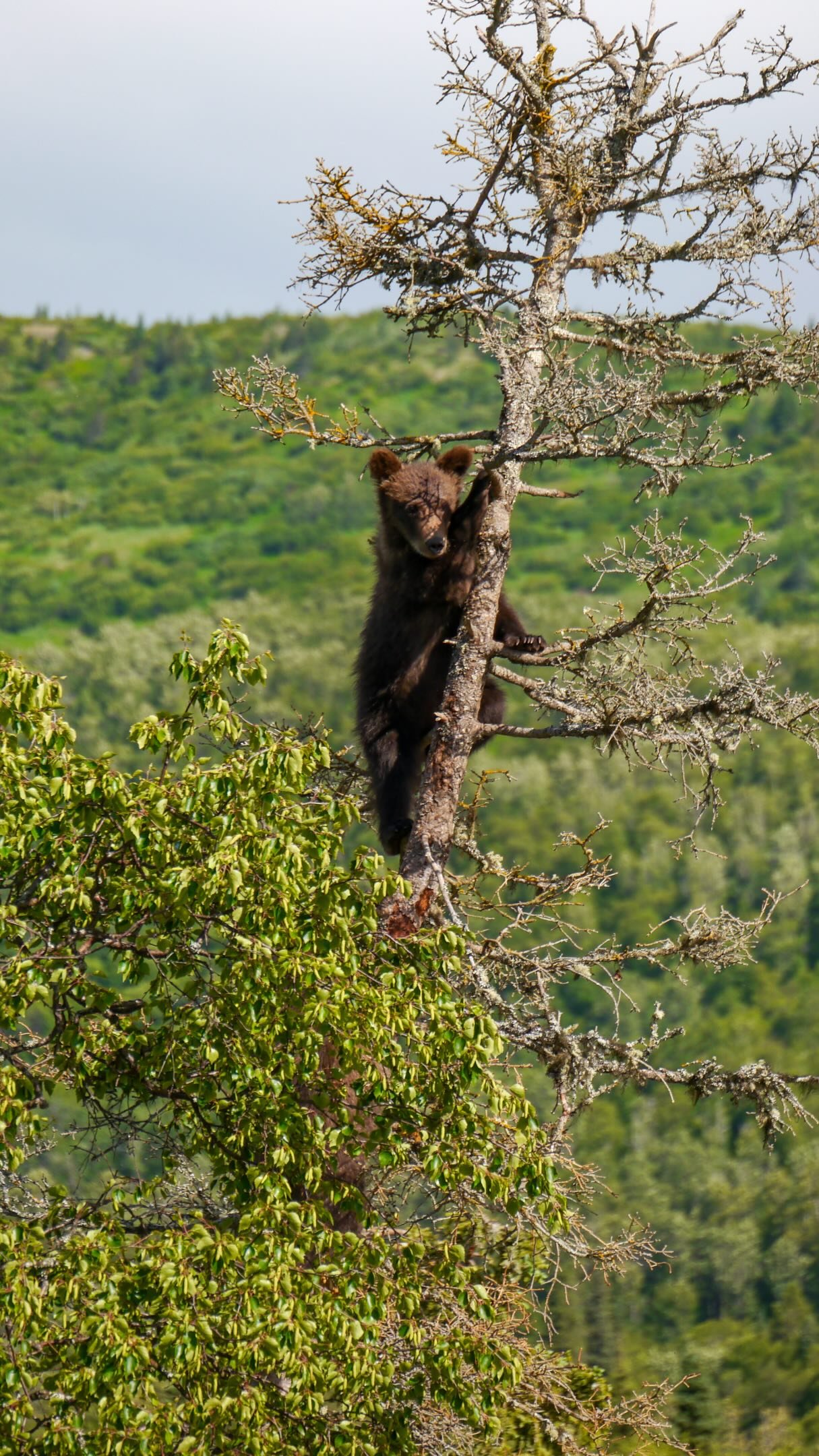 Dark brown bear climbing a lichen-covered tree with forested mountains in the background