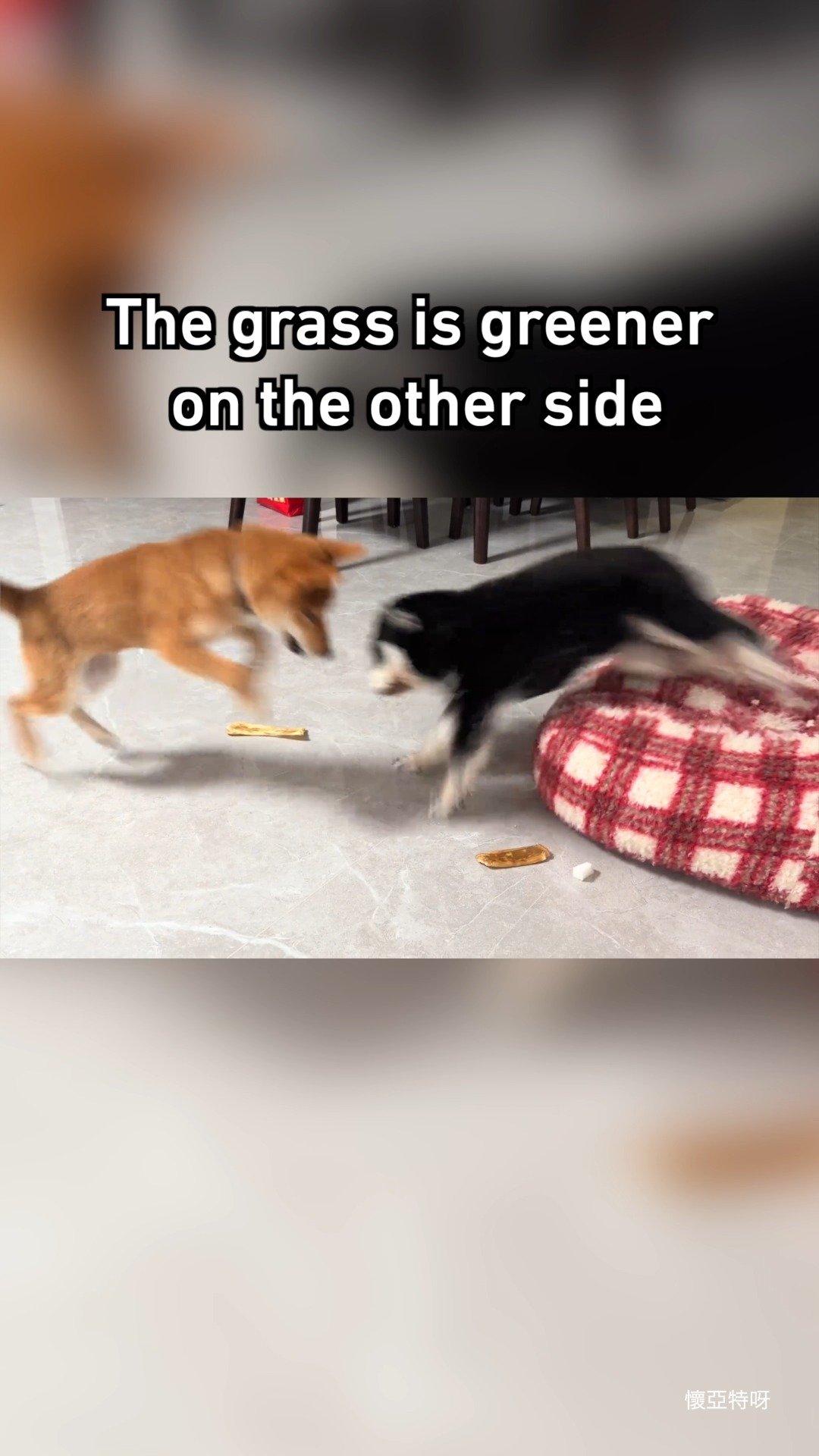 Two dogs on an indoor floor, one tan and one black, both reaching for treats with a blanket nearby