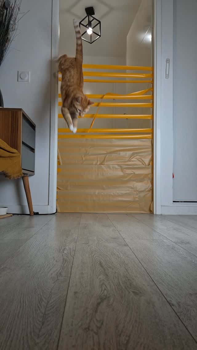 Brown tabby cat stretching up and reaching over a yellow and cardboard barrier gate in a doorway