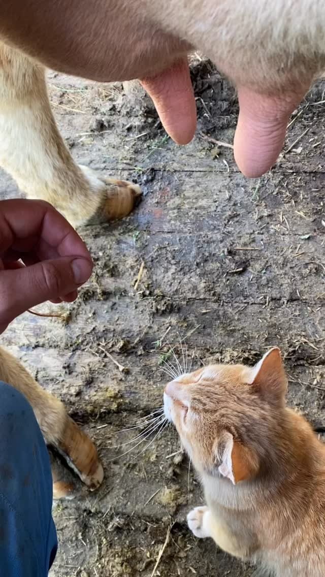 Orange tabby kitten looking up at udder of goat or pig on muddy ground during curious interaction