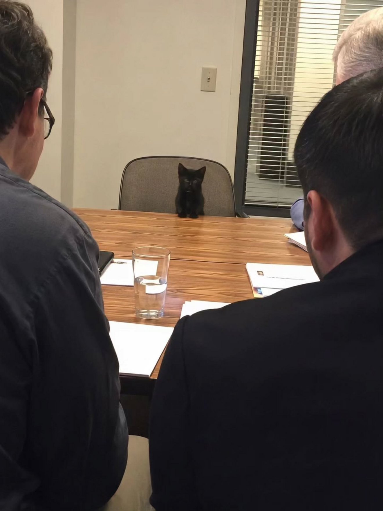 Black cat sitting on a chair at a wooden conference table, staring at three people in business attire during what appears to be a meeting