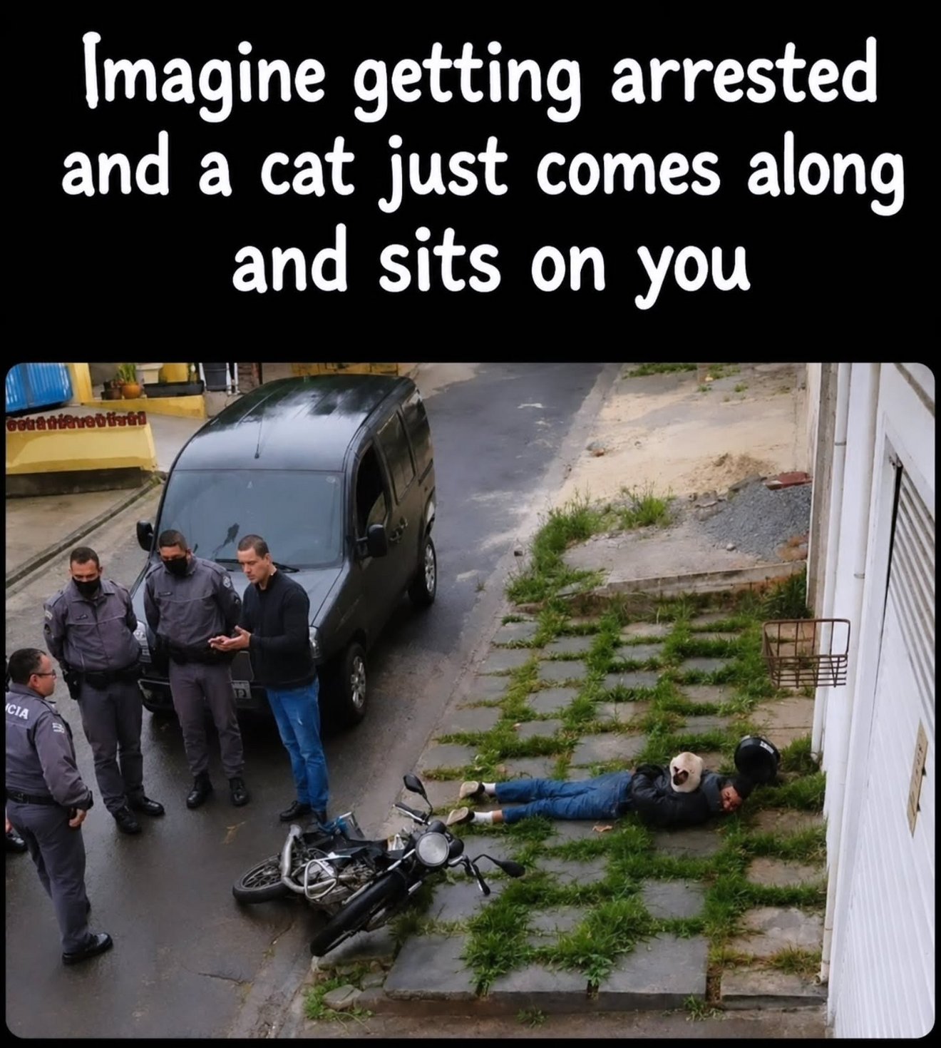 Police officers standing near a van during an arrest while a cream-colored cat sits on a person lying on the ground nearby