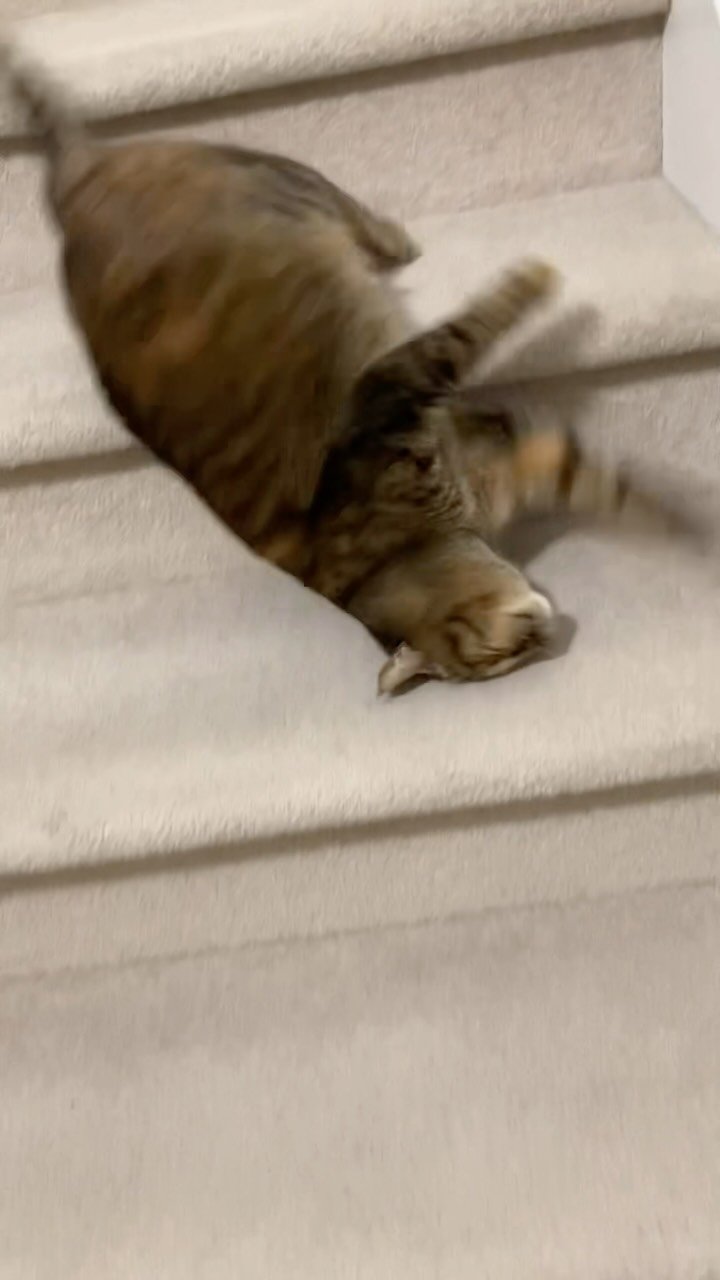 Tabby cat lying on its back on a cream couch, legs up in the air in a playful sprawled position