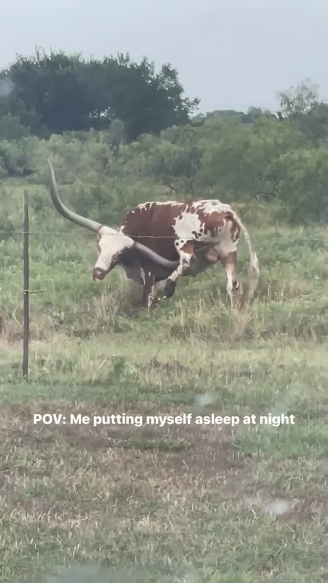 Brown and white cow lying down in a grassy pasture with long horns extended, surrounded by trees and fencing