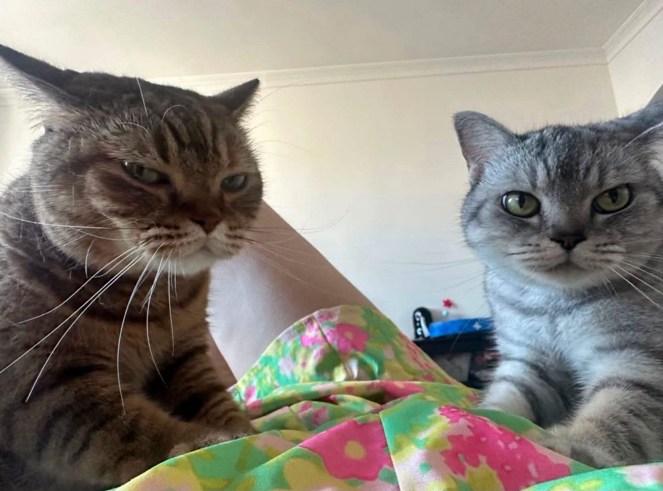 Two tabby cats lying on a colorful floral blanket, both looking directly at the camera with serious expressions