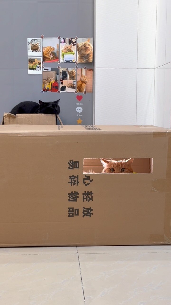 Orange tabby cat peering through a rectangular hole cut in a cardboard box, with a black cat visible on top and photos displayed on the wall