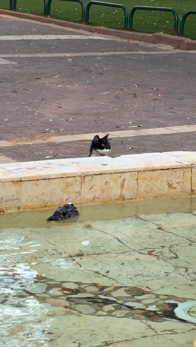 Black and white cat peering down at a swimming pool from the edge, with a small dark animal swimming in the murky water below
