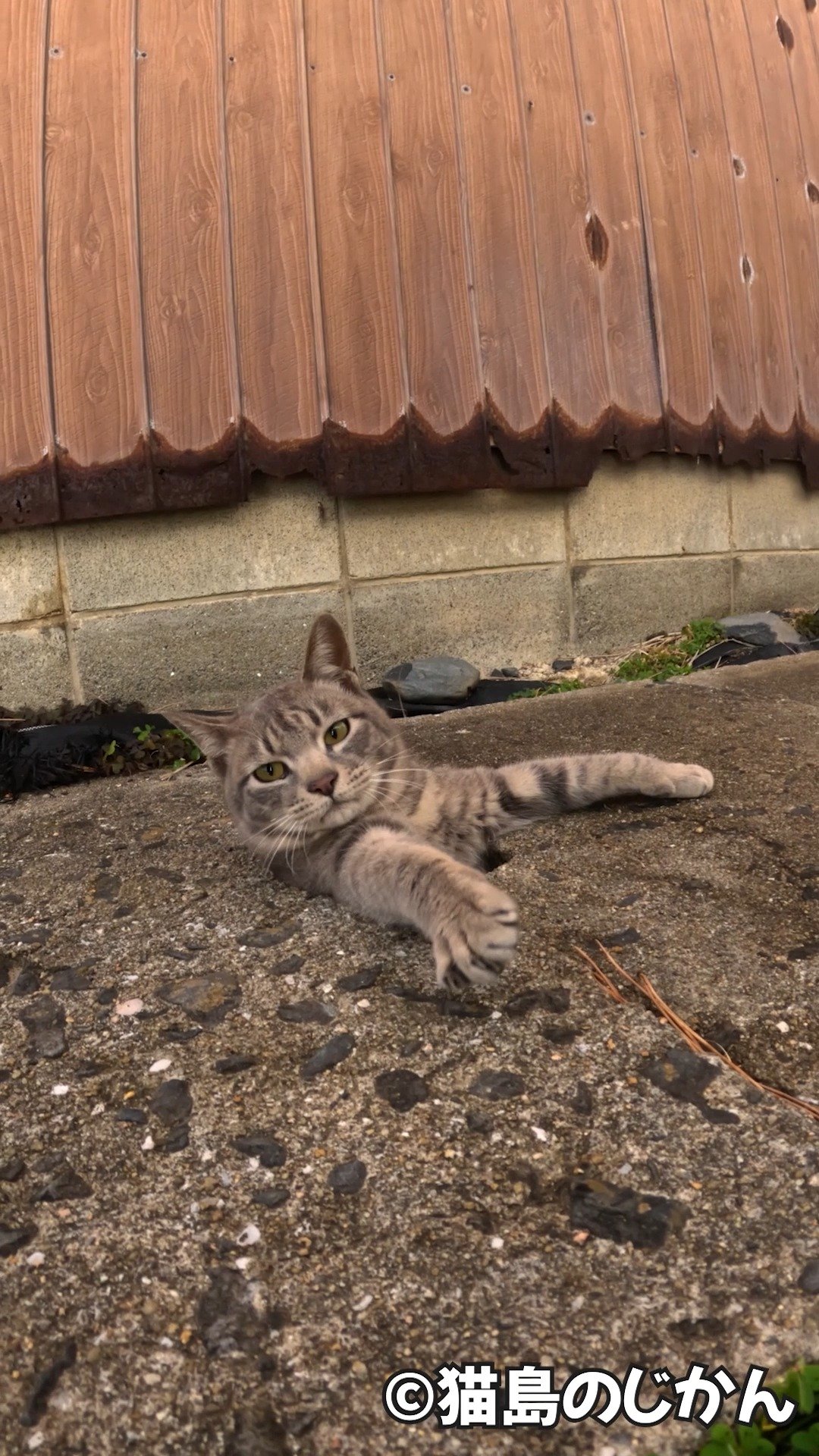 Tabby cat stretching on concrete ground in front of wooden fence and stone wall, looking at camera