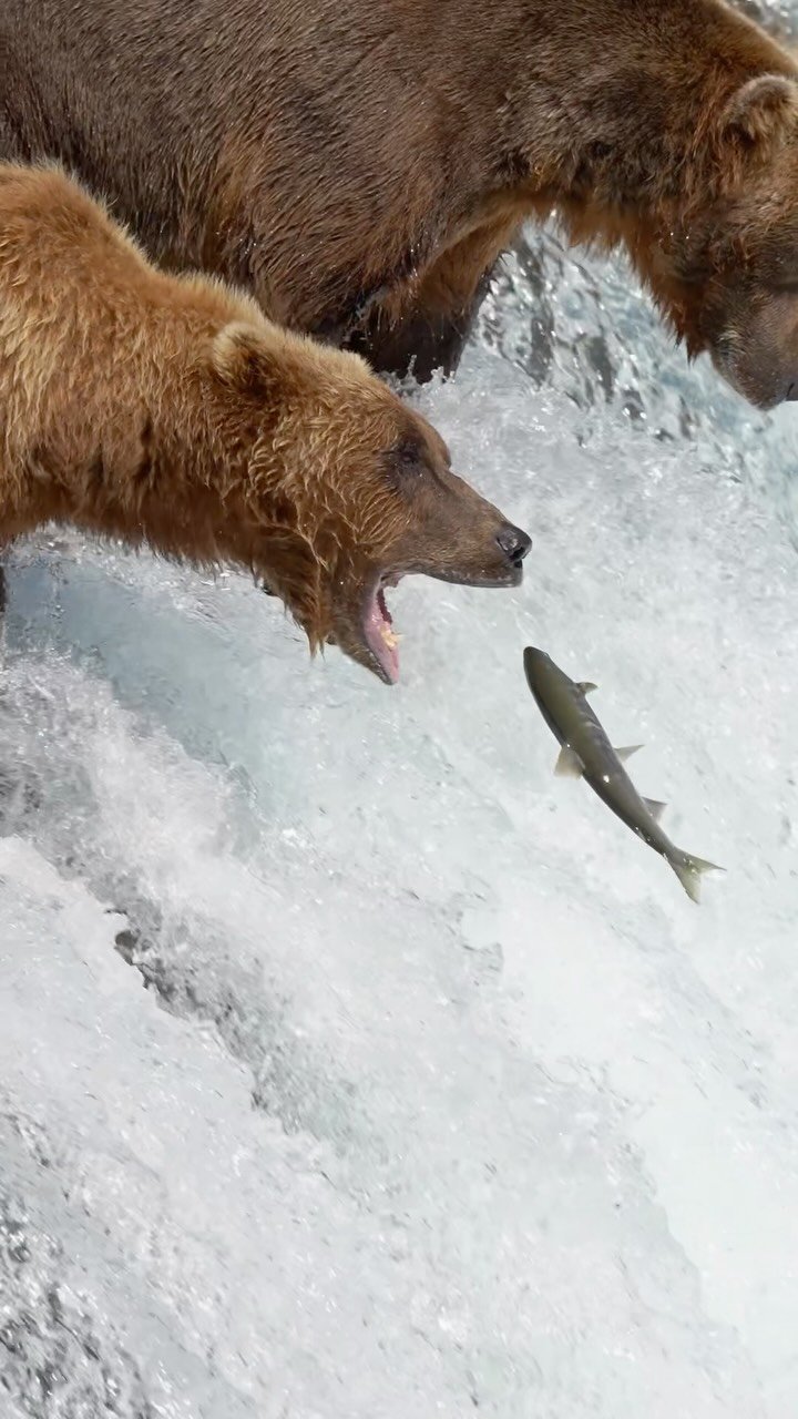 Brown bear with mouth open catching a salmon jumping in white water rapids