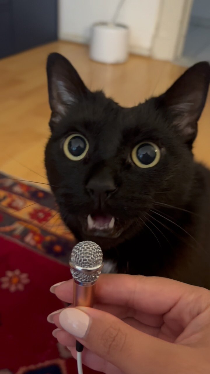 A black cat with wide eyes and open mouth holds a small microphone, looking dramatically surprised