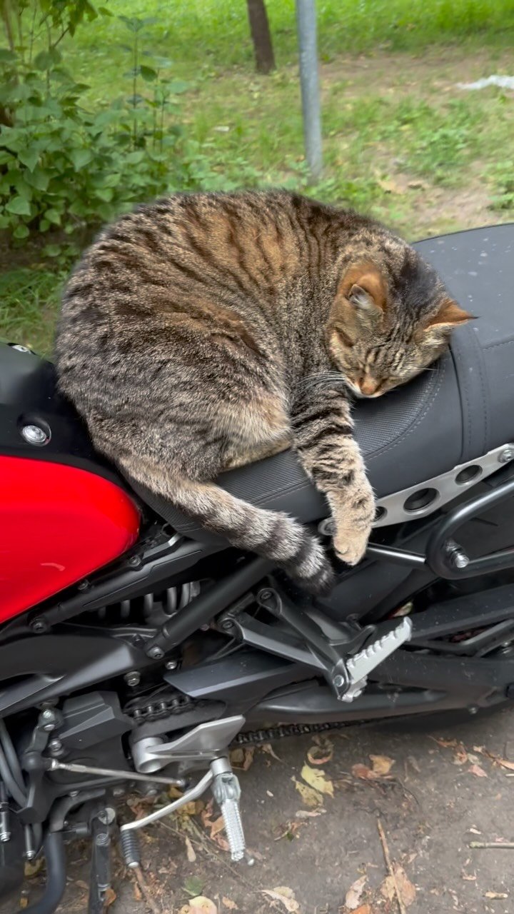 Tabby cat crouching on a motorcycle seat with red and black leather, in an outdoor setting with green foliage