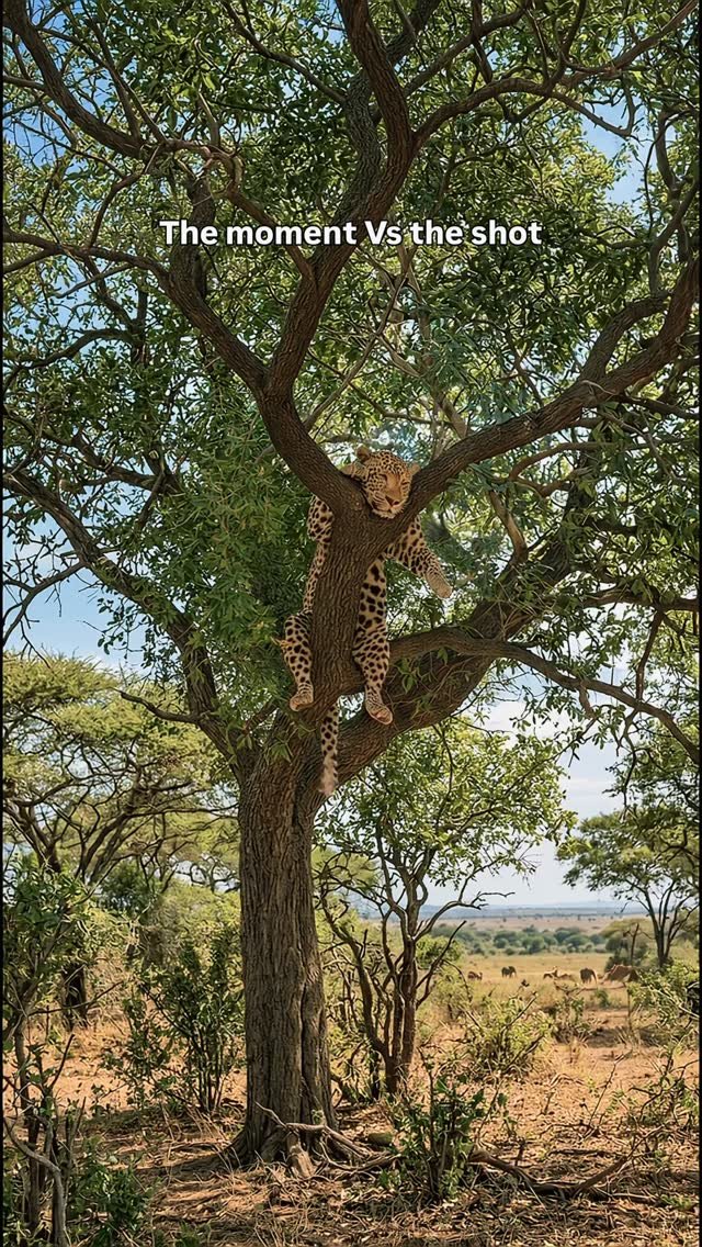 A spotted leopard rests on a thick tree branch among green leaves in an African savanna landscape