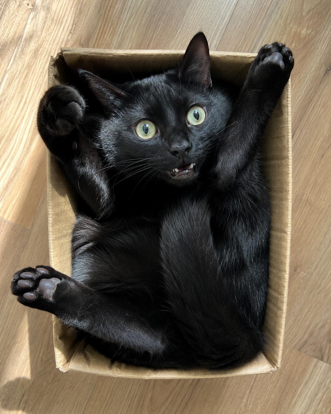Black cat lying in cardboard box on wooden floor with paws raised and a mischievous expression