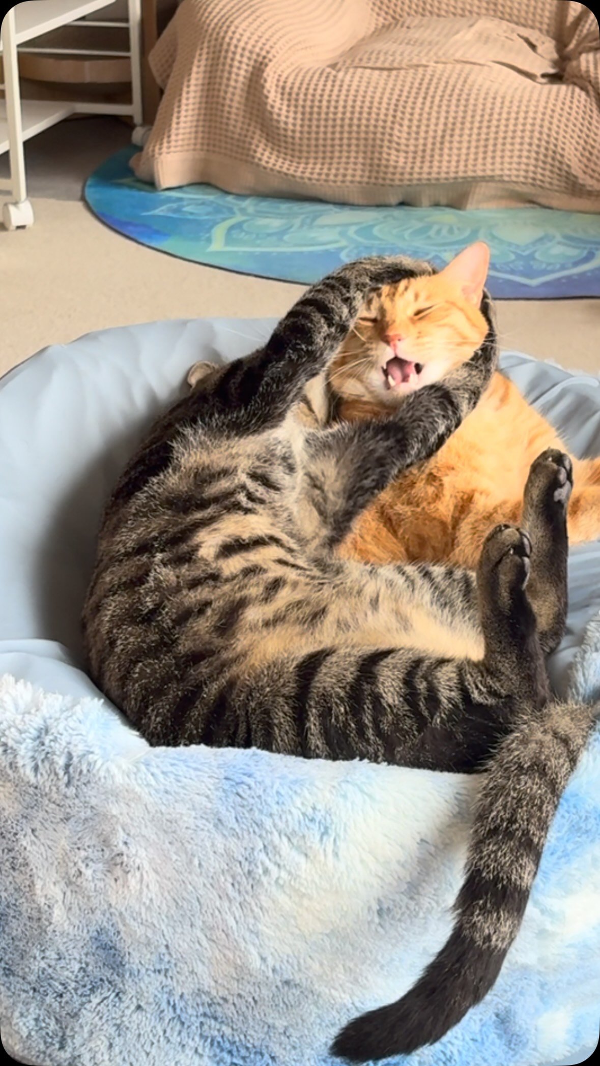 Tabby and orange cat lying on bed with orange cat sprawled on top of tabby, mouth open in surprised expression