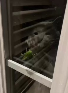 Gray tabby cat presses face against refrigerator glass, staring intently at something inside with focused intensity