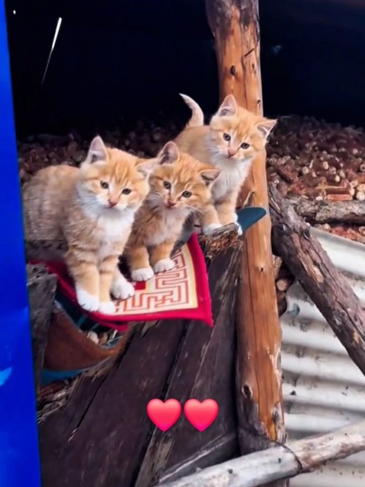 Three orange tabby kittens sitting together on a red mat placed on wooden dock pilings near water