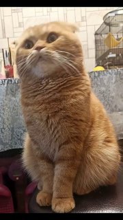 Orange tabby cat sitting indoors with a serious, unimpressed expression and folded ears
