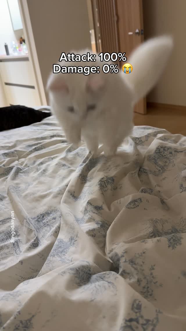 White cat pouncing on wrinkled bedding with an innocent expression