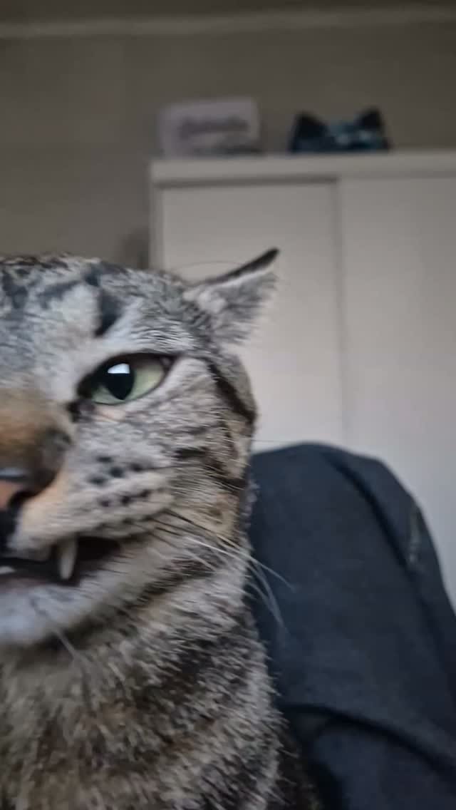 Gray tabby cat with a grumpy side-eye expression, held by someone in dark clothing, with another cat visible blurred in the background on a 