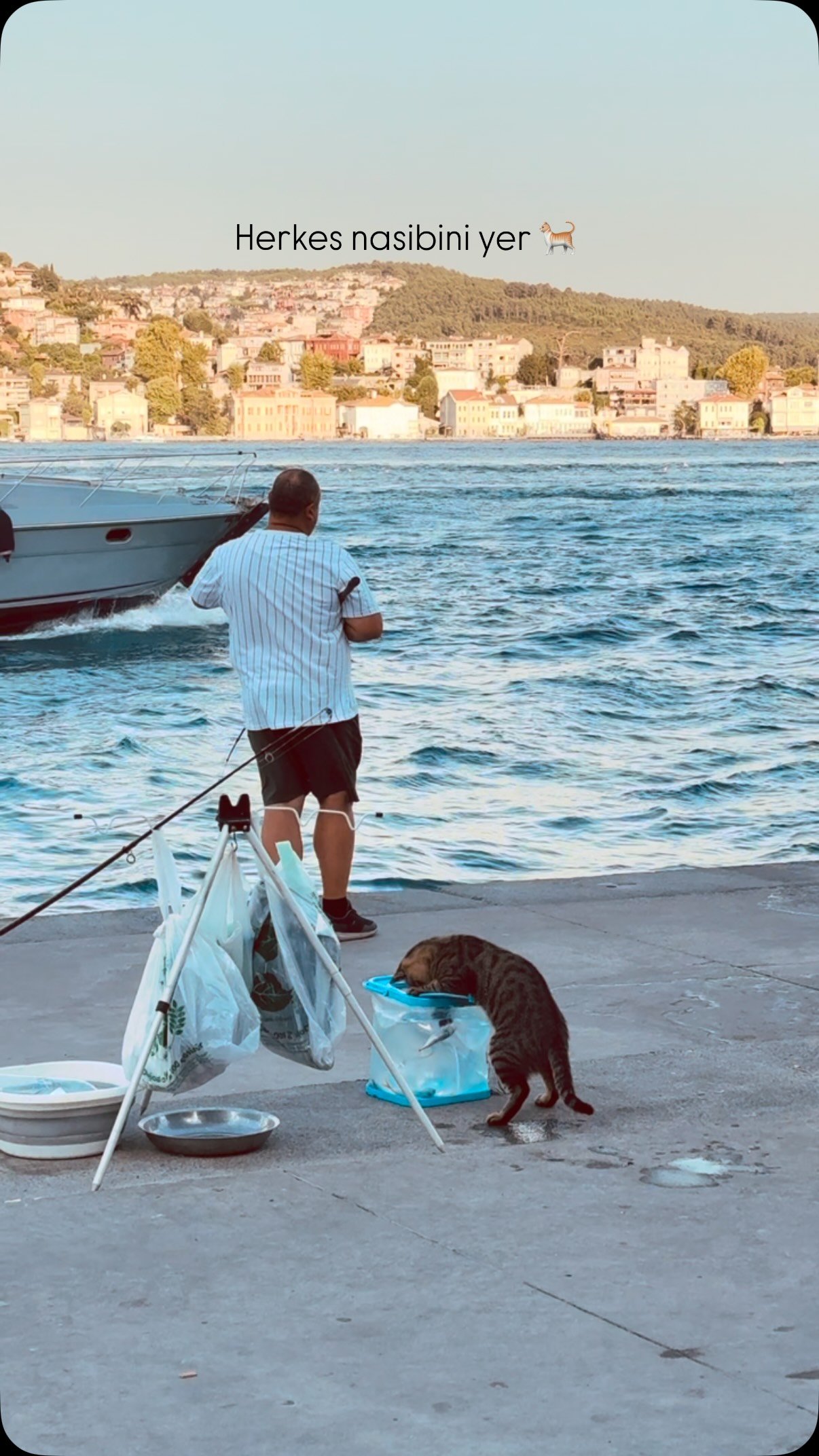 Brown tabby cat investigates a fishing net on a beach, with a fisherman and boats visible at a waterfront village
