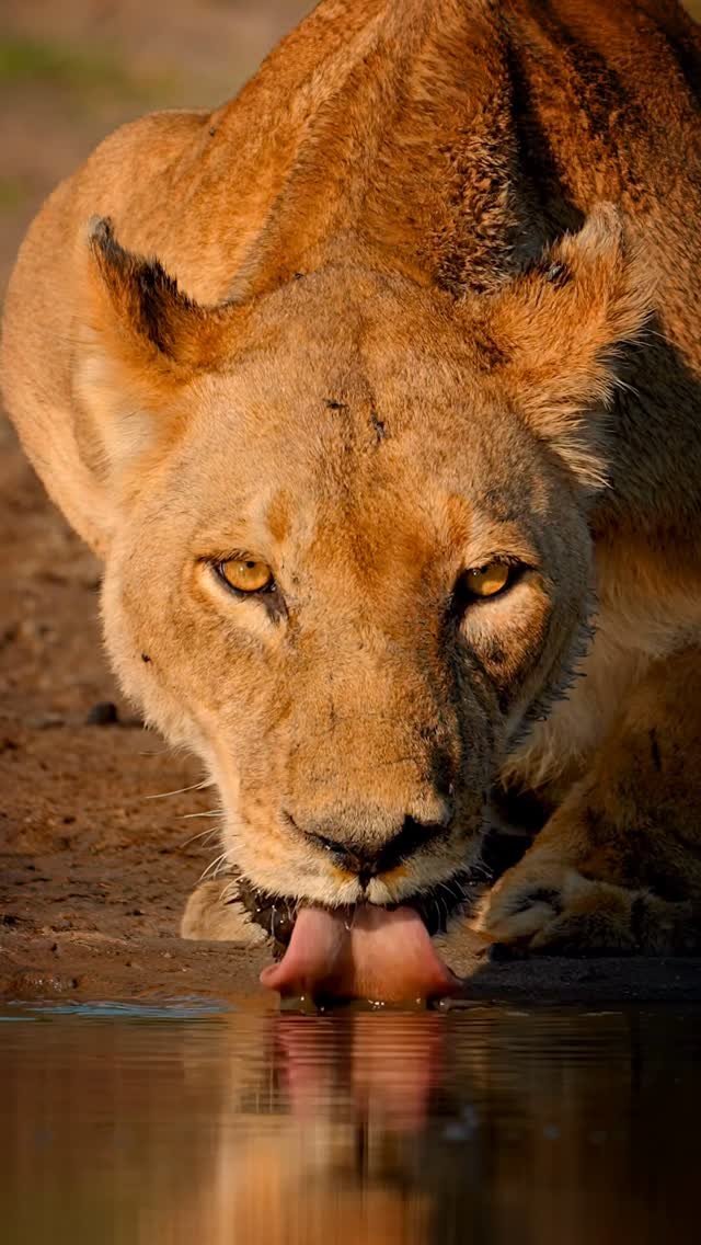Lioness drinking from water with intense golden eyes, looking directly ahead