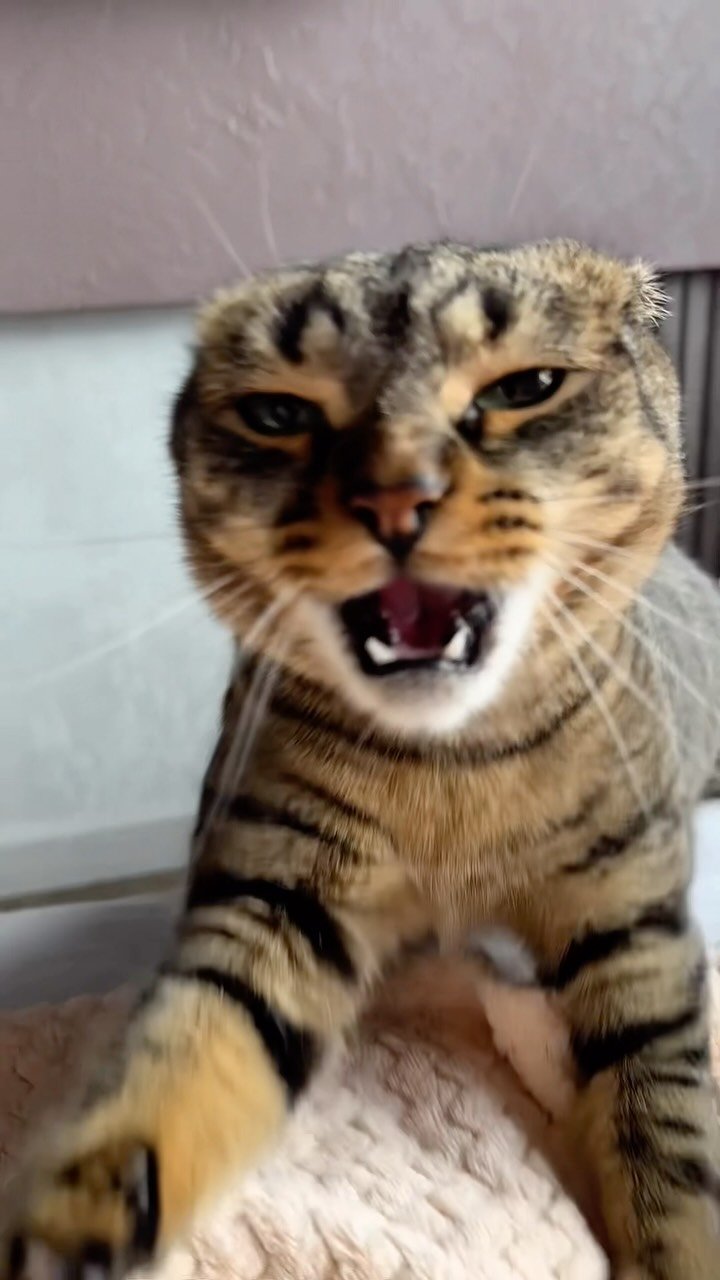 Tabby cat making a silly face with tongue sticking out while looking directly at camera