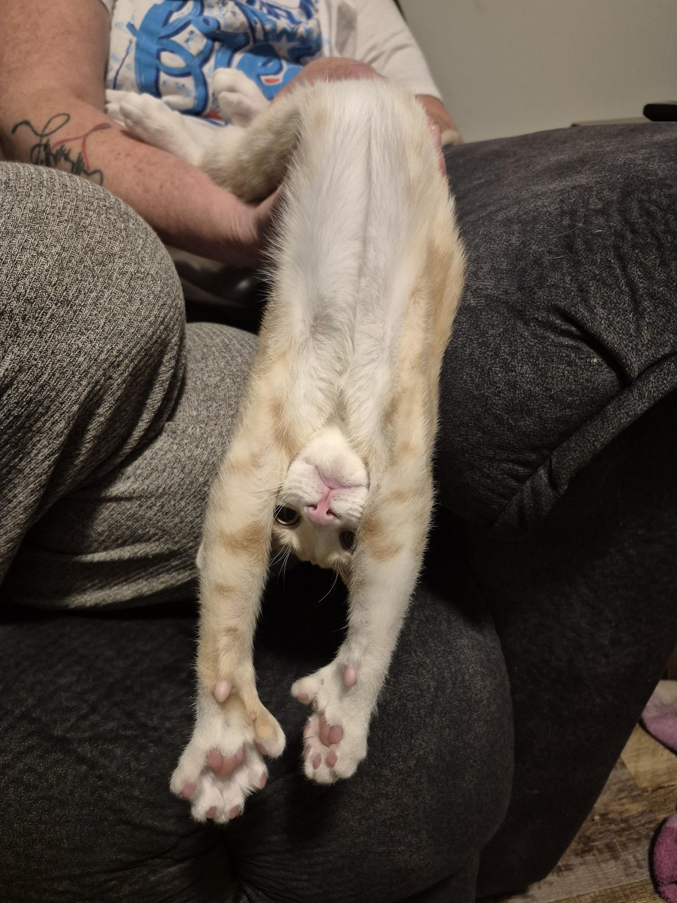 White cat draped across someone's lap on a couch, completely boneless and melted