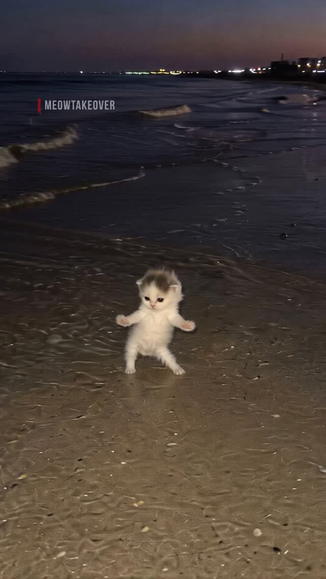 White kitten wading in shallow ocean water at night with waves and city lights in the background