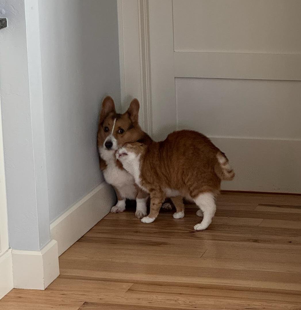 A red and white corgi standing in a corner, looking back with a confused expression in a hallway
