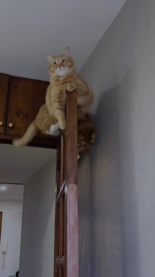 Orange tabby cat perched awkwardly on top of a wooden door frame against a white wall, looking surprised