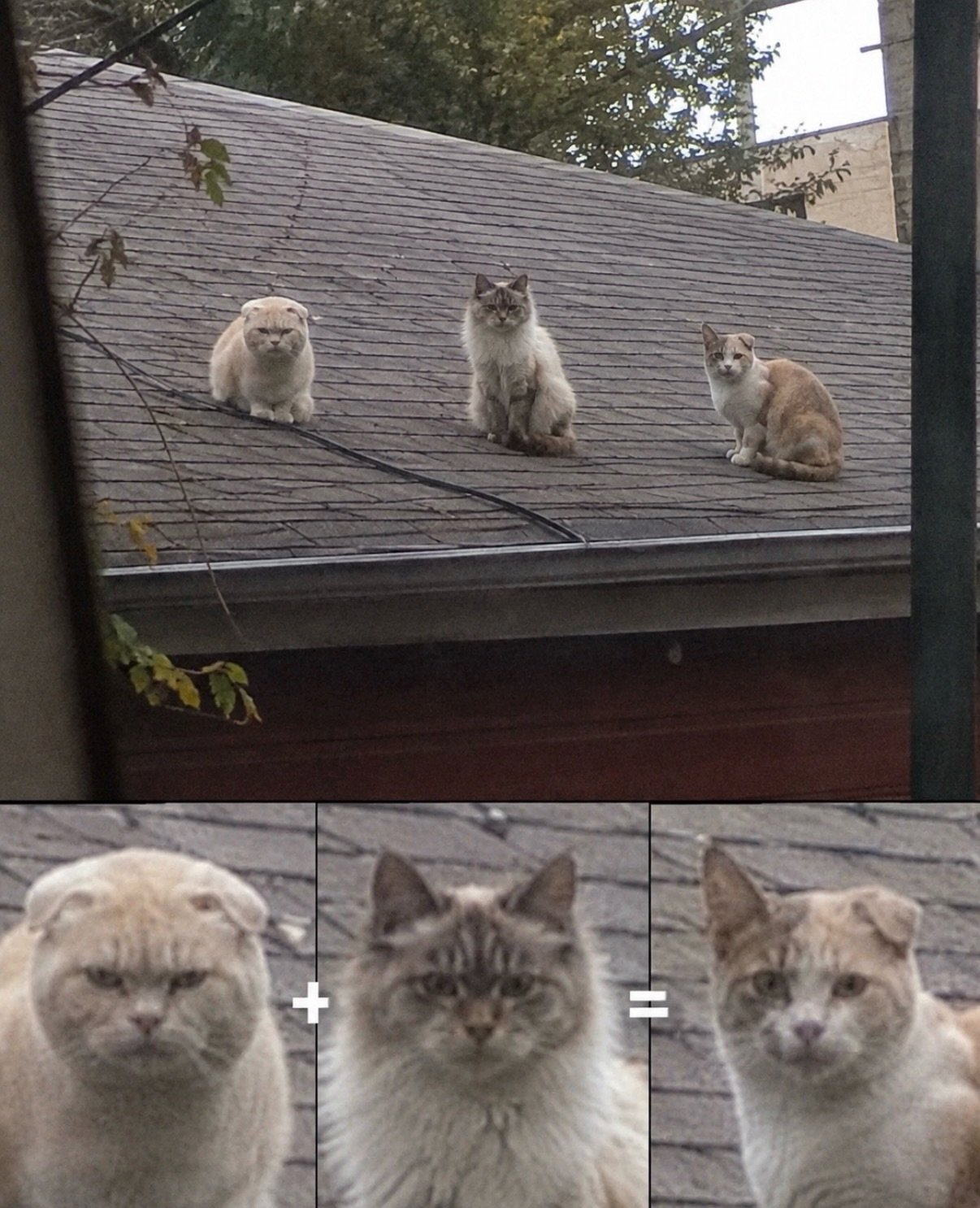 Three cats sitting on a dark roof facing the camera with serious expressions, with close-up detail shots of their faces below