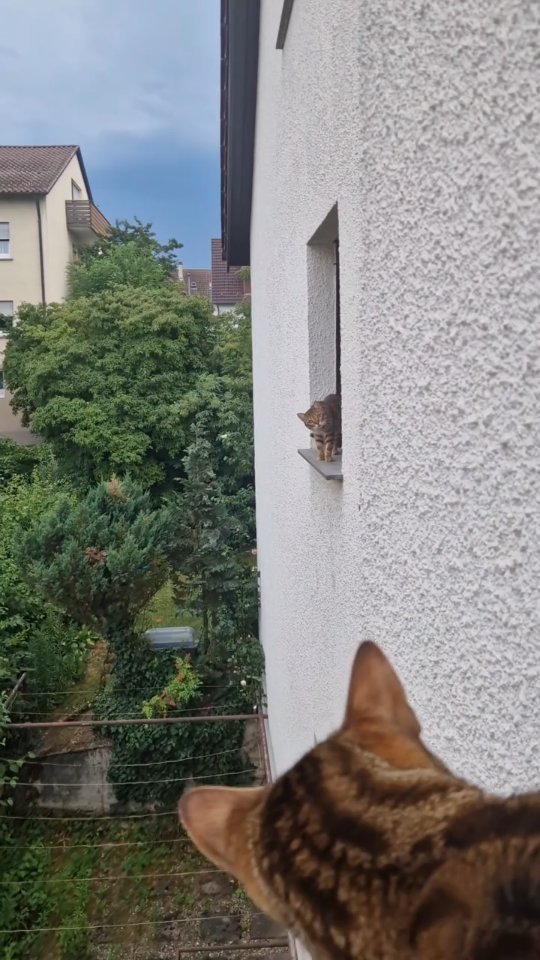 Tabby cat peering out from a narrow window opening in a white stucco wall, with another cat in the foreground and residential buildings visi