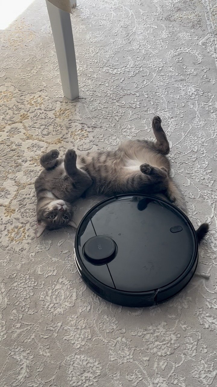 A gray tabby cat lying on its back on a textured floor next to a black robot vacuum, with its paws raised playfully