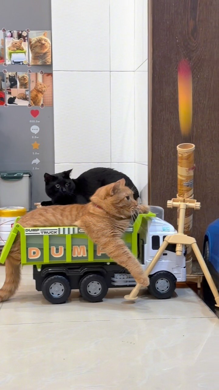 Orange tabby cat sprawled over a toy dump truck with a black cat watching from behind