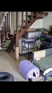 Tabby cat lounging on floor among scattered items and storage containers in a cluttered bedroom
