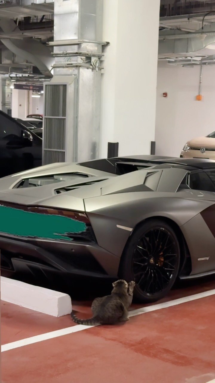 A gray tabby cat sits on a white platform next to a silver sports car with a turquoise accent in a parking garage