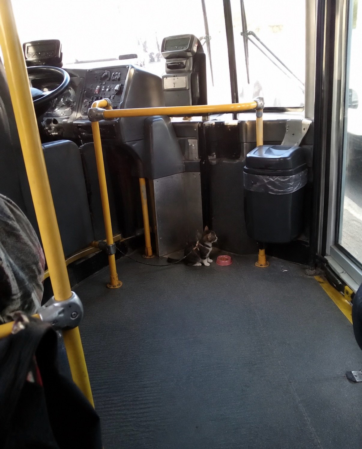 Small tabby kitten sitting on the floor inside a city bus near the yellow support poles and trash bin