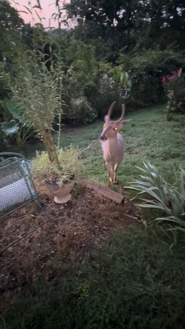 Tan goat standing in garden surrounded by plants and mulch, looking toward camera