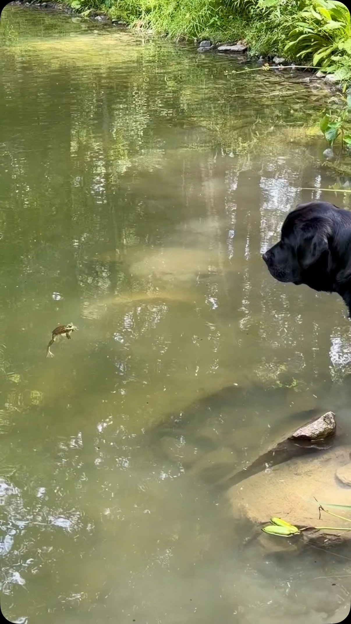 Black dog looking intently at a frog in shallow green pond water by sandy bank