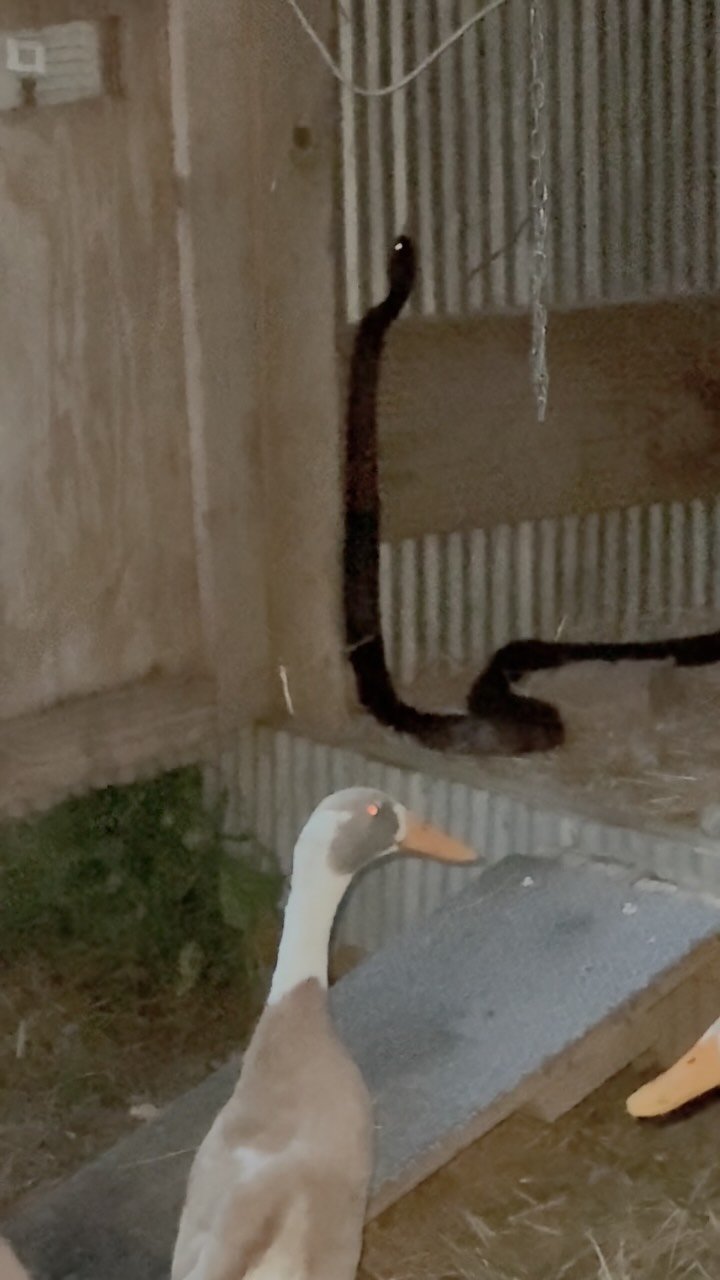 White duck alert in a shed with a dark snake on corrugated metal, indoor farm setting