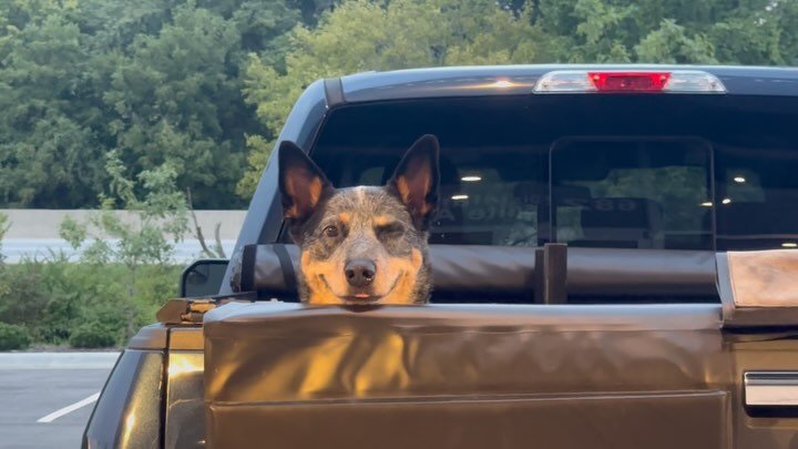 Red and tan dog with tongue out peering over the edge of a truck bed window