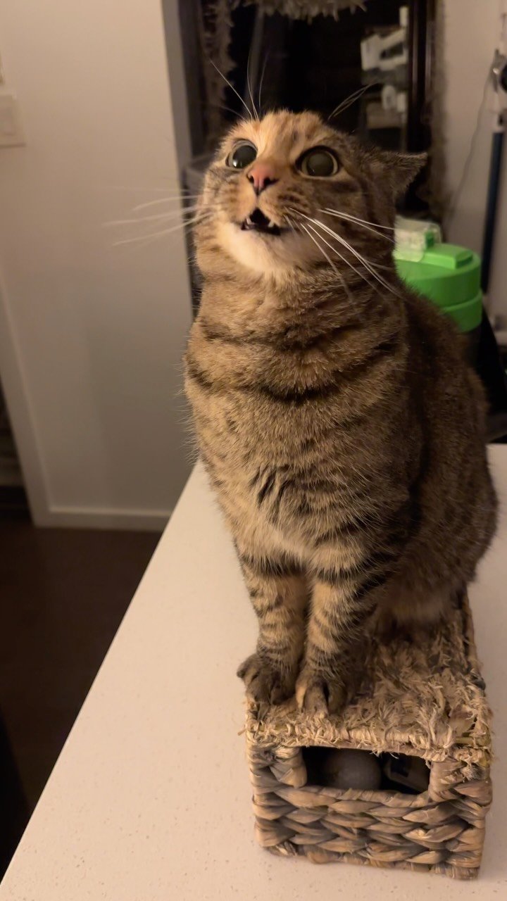 Tabby cat sitting upright on a woven mat, staring at camera with extremely wide dilated eyes and open mouth