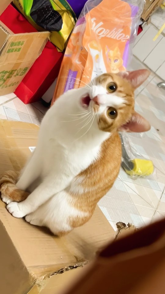 Orange and white cat lying on tile floor among cardboard boxes and shopping bags, looking up with wide eyes