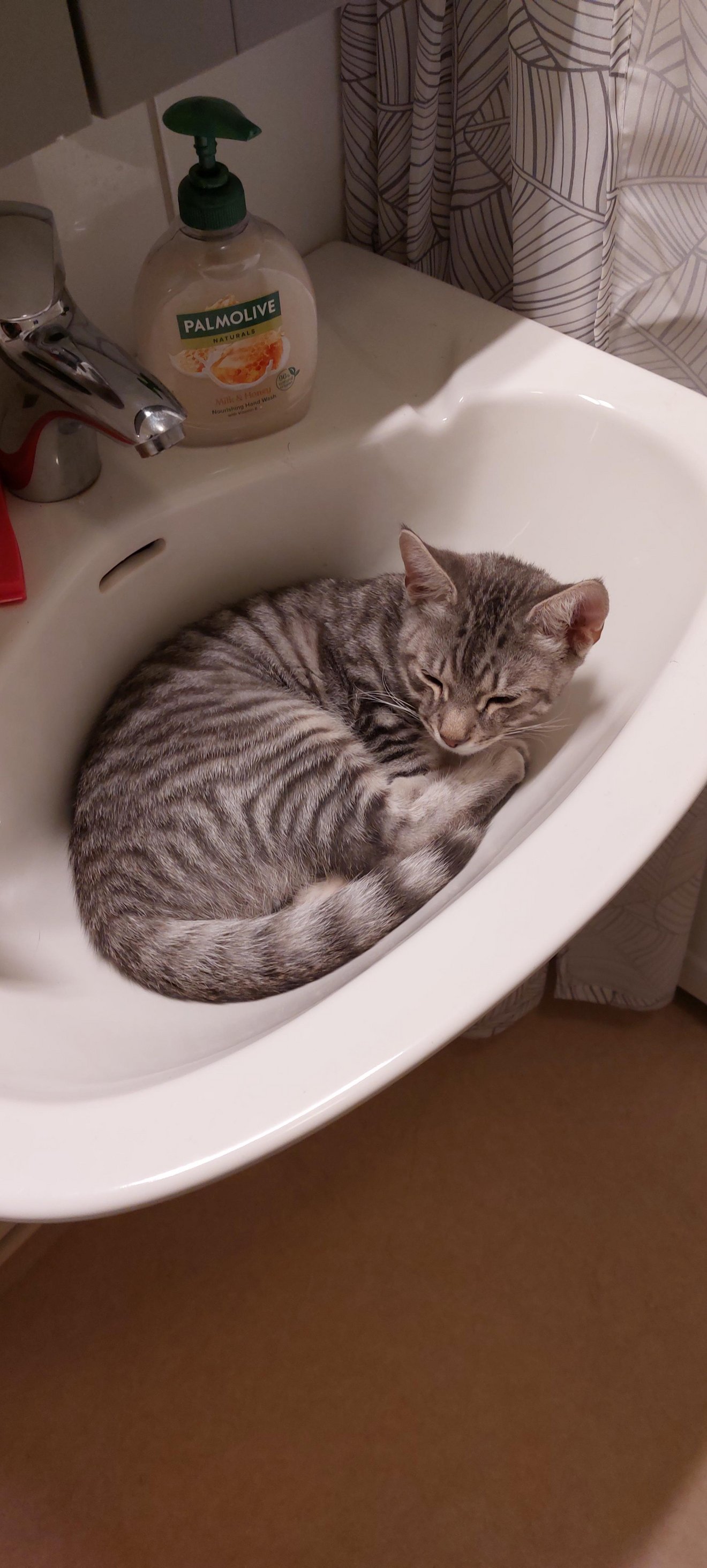 Gray tabby cat curled up asleep in a white bathroom sink next to soap dispenser