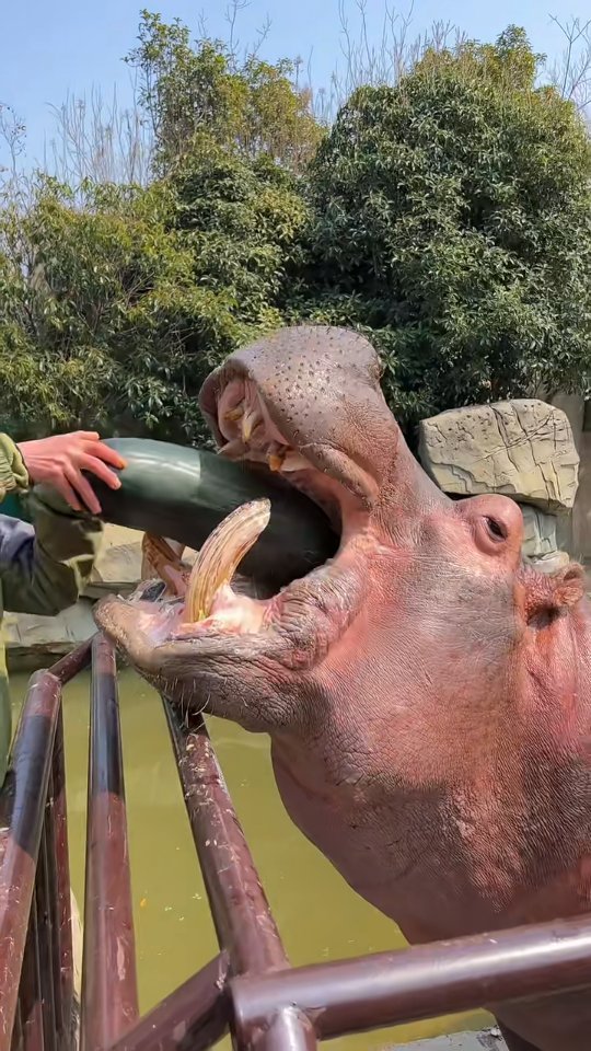 A hippopotamus with its mouth wide open drinking from a large dark bottle, with a person's hand visible on the left side near a fence