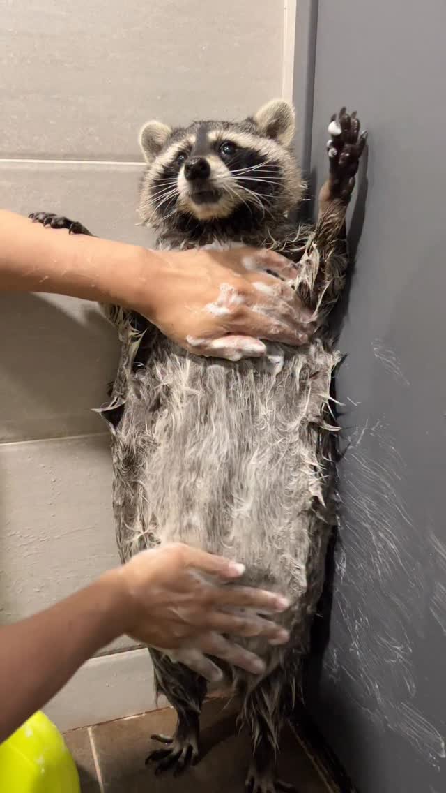 A wet raccoon being scrubbed by two people's hands during bath time, looking surprised with raised paws