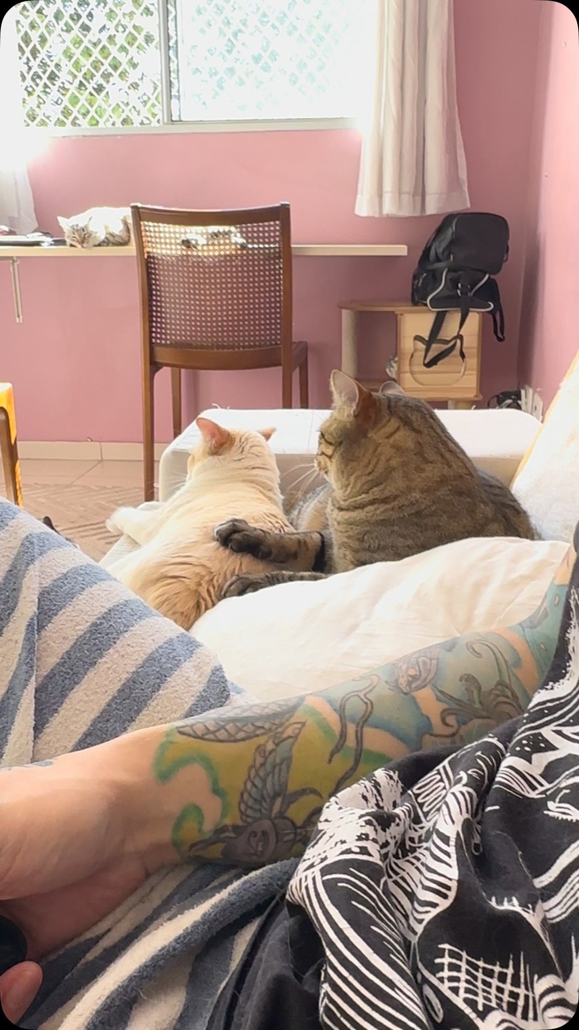 Two cats lounging on a bed with a person's tattooed leg visible, relaxing together in a pink bedroom