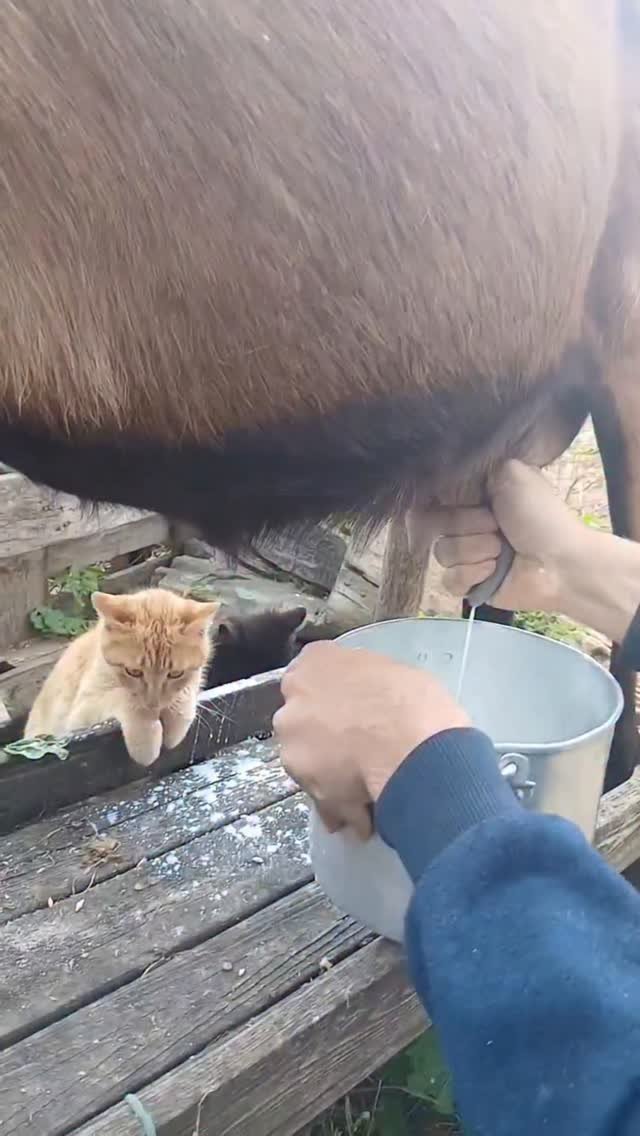 Orange tabby cat watches intently as a person holds a metal bowl outdoors on wooden deck